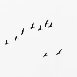 Birds Migration – screen print